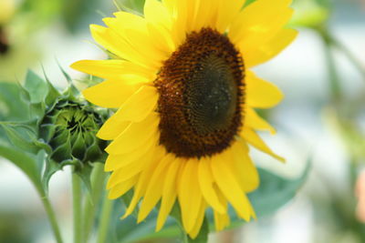 Close-up of sunflower blooming outdoors