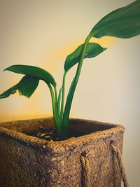 Close-up of potted plant against wall