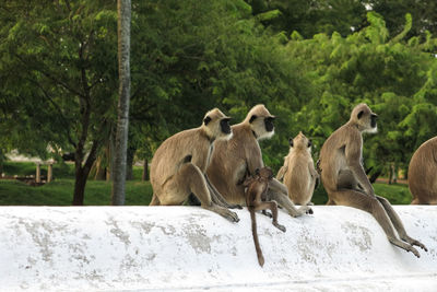 Side view of monkeys against trees