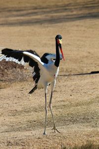 Side view of a bird flying