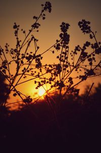 Silhouette plants against orange sky
