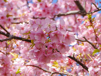 Close-up of pink cherry blossom