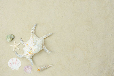 High angle view of starfish on sand