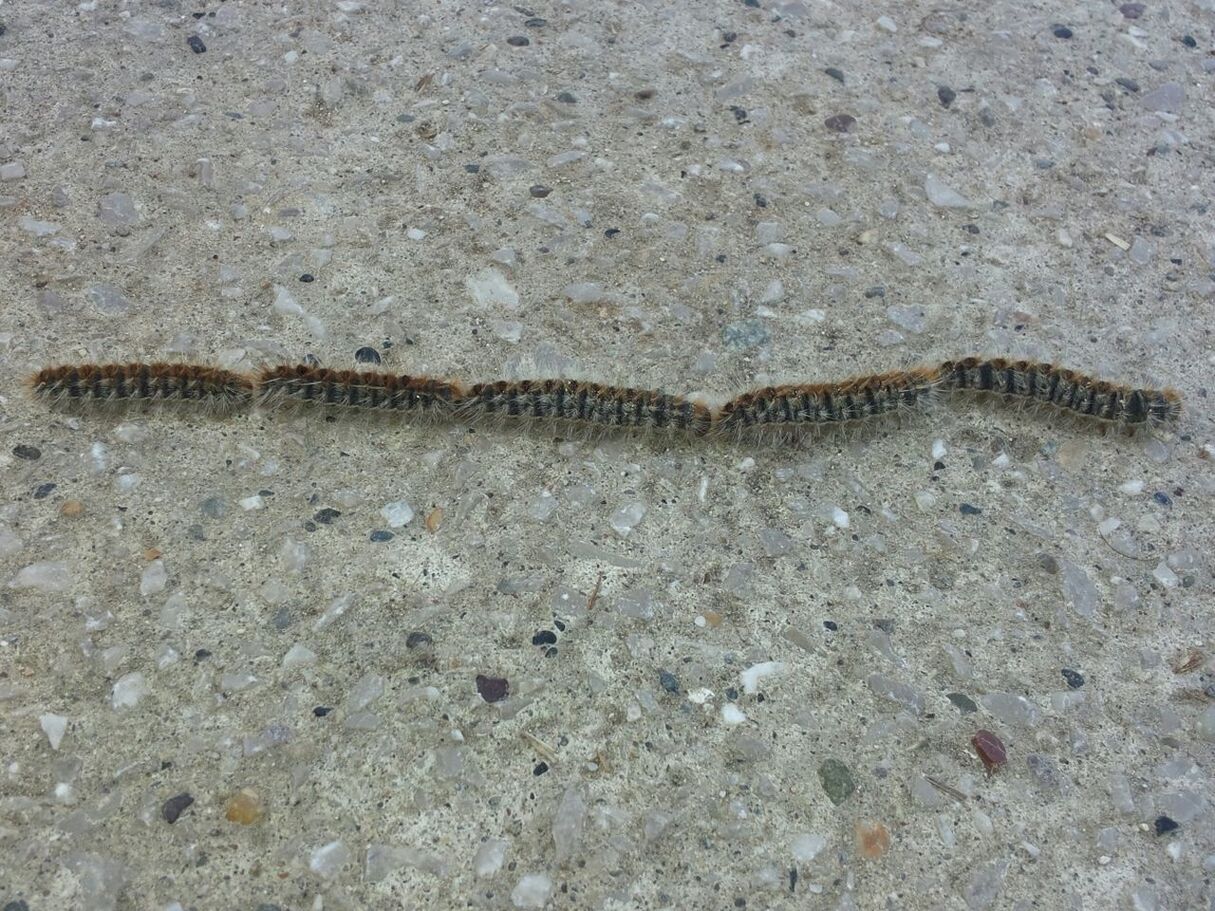 animal themes, animals in the wild, one animal, wildlife, high angle view, insect, sand, nature, reptile, day, close-up, outdoors, no people, zoology, lizard, ground, beach, animal wildlife, full length, rock - object