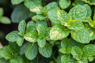 Full frame shot of fresh green leaves