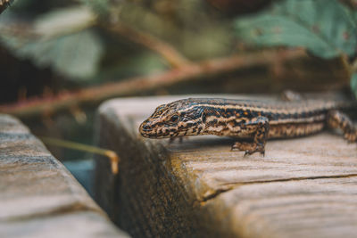 Close-up of lizard on wood