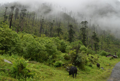 Rear view of cows grazing on field during foggy weather