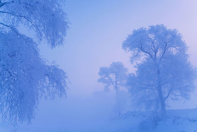 Low angle view of frozen tree against clear blue sky