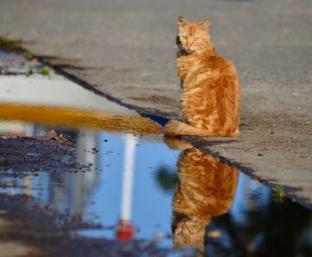 Cat sitting in puddle