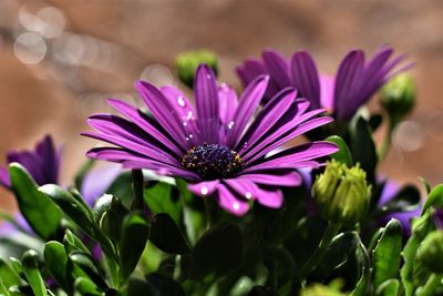 Close-up of purple flower