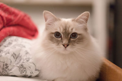 Close-up portrait of cat sitting