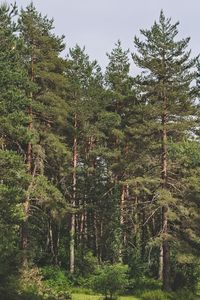 Trees in forest against sky