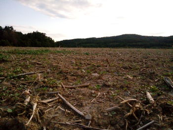 Scenic view of field against sky