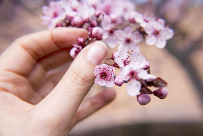 Cropped hand holding cherry blossom