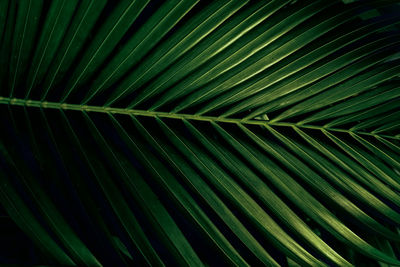 Full frame shot of palm tree