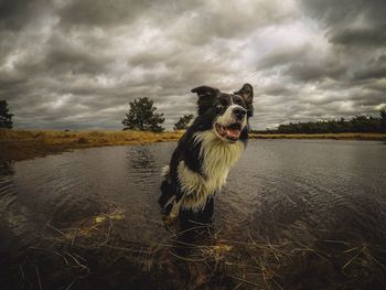 Dog by lake against sky at dusk