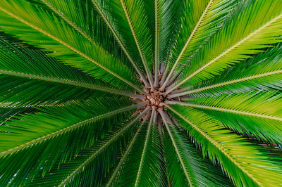 Full frame shot of palm tree