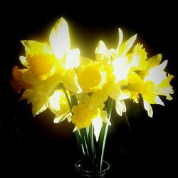 Close-up of flower over black background