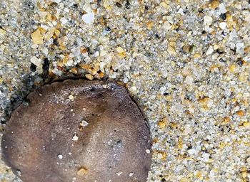 Close-up of seashell on pebble beach