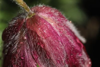 Close-up of wet red rose flower