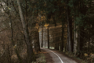 Road amidst trees in forest