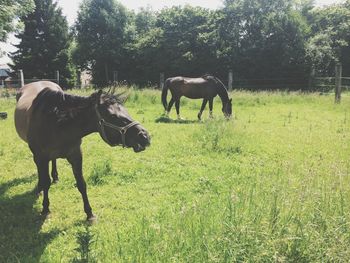 Horse grazing on grassy field