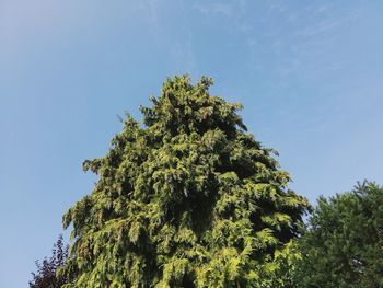 Low angle view of tree against blue sky