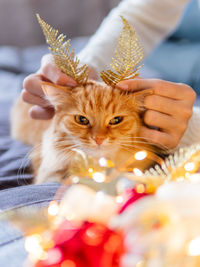 Cute ginger cat with golden ears made of decorative feathers. woman playing with her fluffy pet.