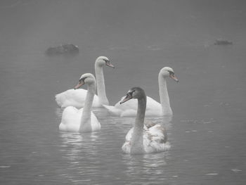 Swans swimming in lake