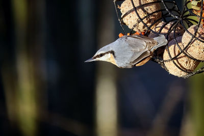 Close-up of bird perching on feeder