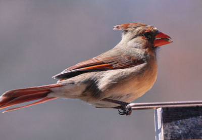 Close-up of bird perching on wood