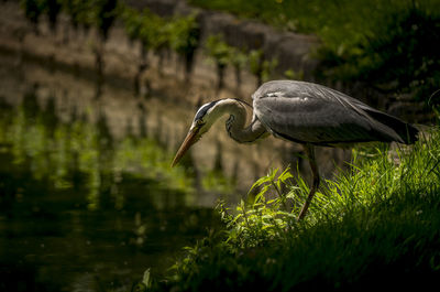 Close-up of gray heron on a land