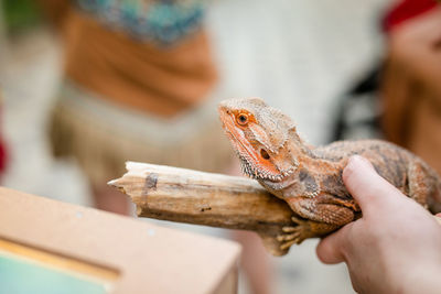 Close-up of hand holding lizard