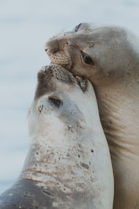 Close-up of seals at beach