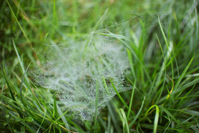 Close-up of grass growing in field