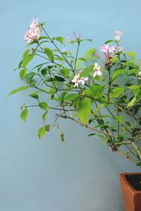 Close-up of pink flowering plant