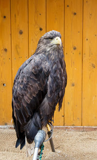 Close-up of bird perching on wood