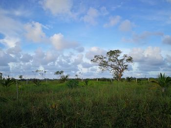 Scenic view of field against sky