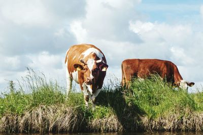 Cows standing on field against sky