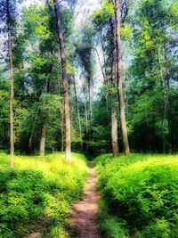 Scenic view of forest