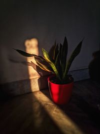 Close-up of potted plant on table