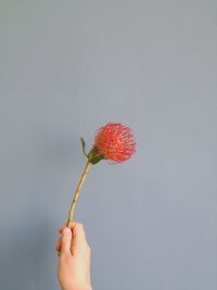 Close-up of hand holding red flower