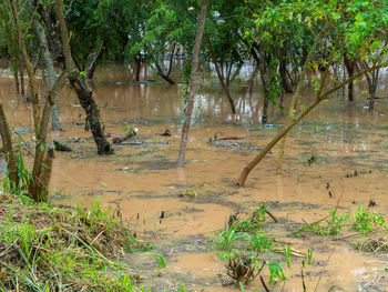 Scenic view of lake in forest