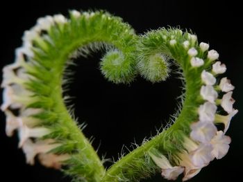 Close-up of cactus growing against black background