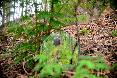 Small lizard in a forest