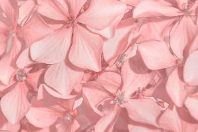 Full frame shot of pink flowering plant