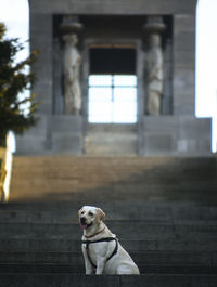 Portrait of a dog