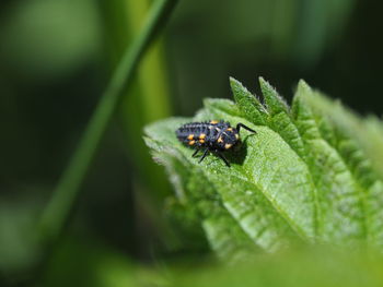 Close-up of insect on leaf