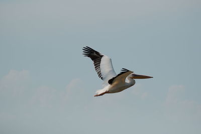 Low angle view of bird flying