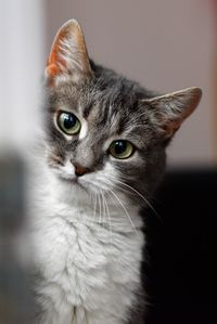 Close-up portrait of a cat